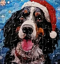 Dog 6 of 24