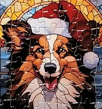 Dog 10 of 24
