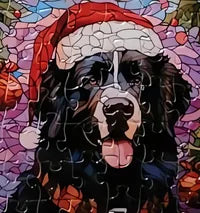 Dog 24 of 24